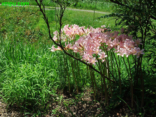 茉莉花开花时间