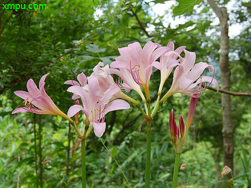 石榴花期