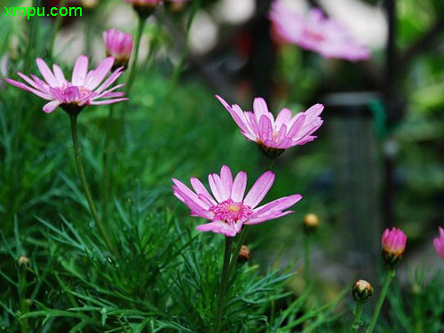 杜鹃花多久浇一次水