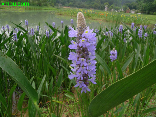 花盆底