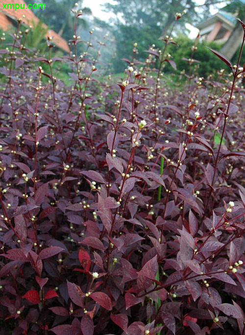 郁金香种植温度