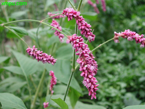 塑料花盆