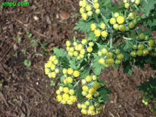 麻城杜鹃花