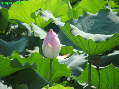 黄花梨木图片