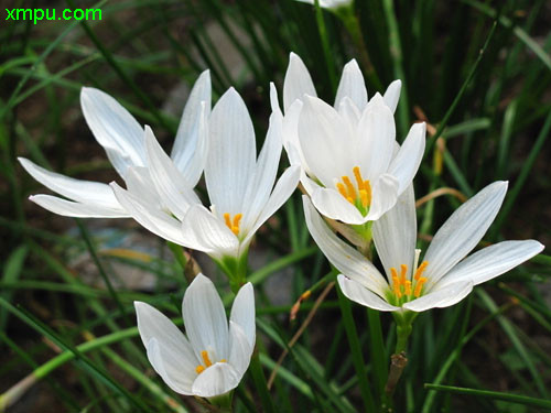 深圳的市花是哪种花