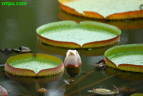 香水百合花