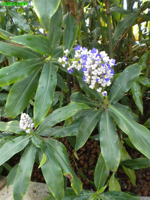 植物名称