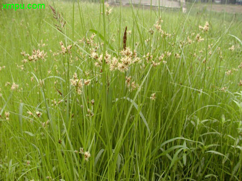 芍药种植方法和时间