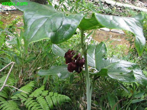 夏黑葡萄种植技术视频