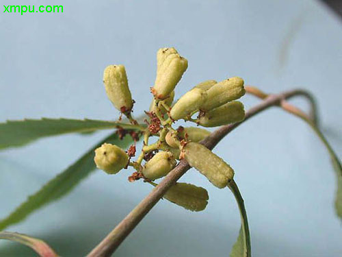 君子兰种子种植方法和种植时间