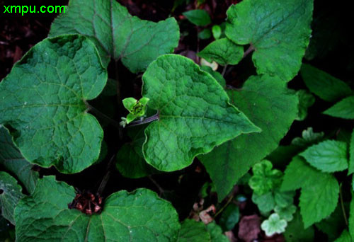 花毛茛一年开几次花