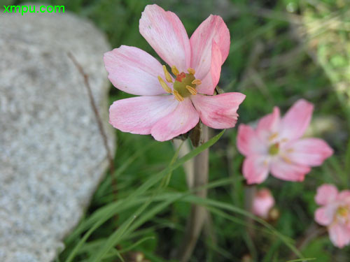 水养百合花的养法