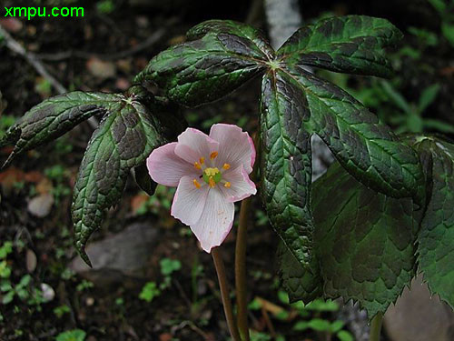 桃花的花语