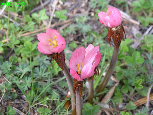 木芙蓉