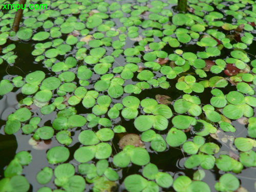 油菜花图片大全