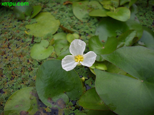 淡水鱼种类