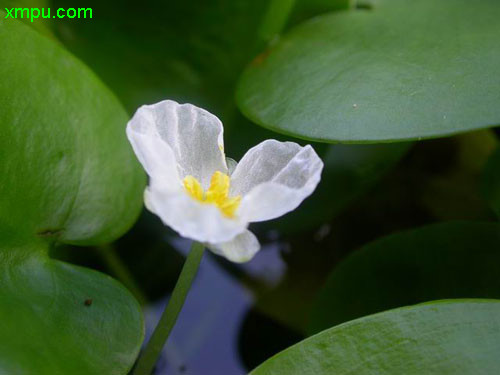 花蕾的拼音