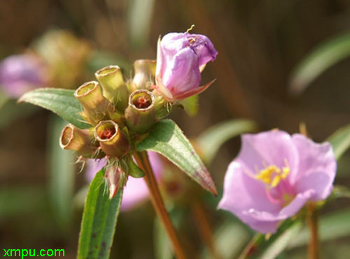 油菜花图片大全