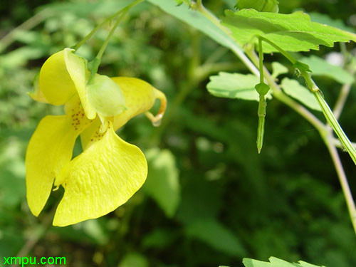 山地适合种植什么药材