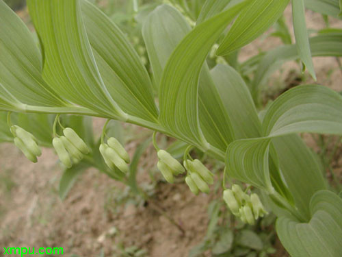 茉莉花开花时间