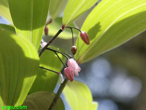 甜叶菊