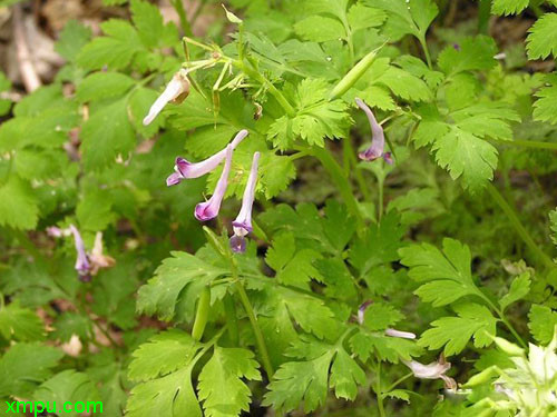 红酒可以浇花吗?适合哪种花呢?