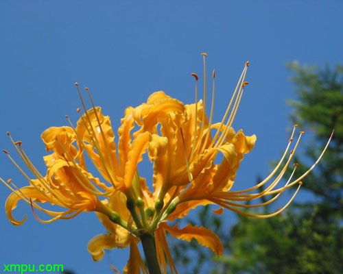 情人节送花