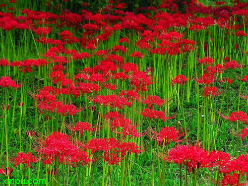 香花槐