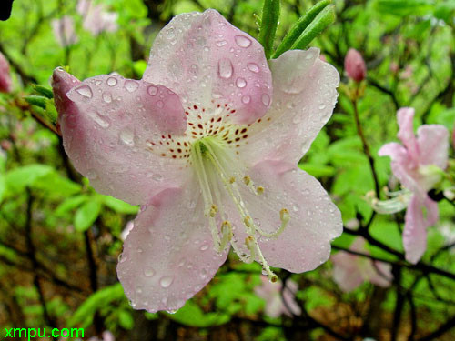 杭州的市花是什么