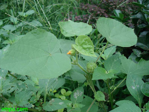 郁金香种植温度