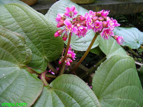 郁金香开完花后如何处理