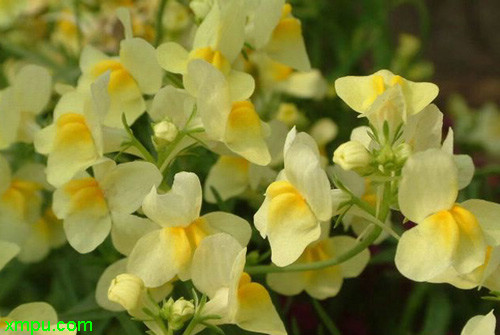 百合花浪漫的花语