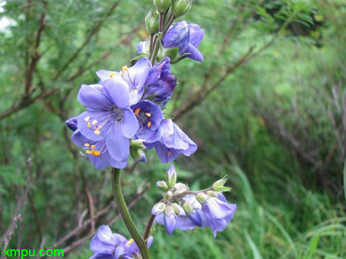 教师节送老师什么花合适