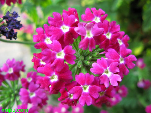 茶花花苞干枯掉落怎么回事