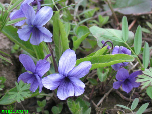 玛格丽特花能活几年