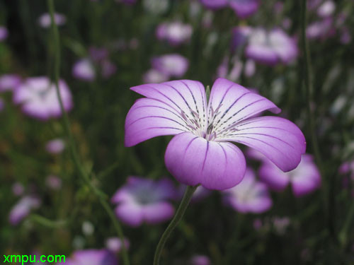 香花槐