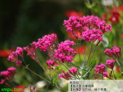 白花马蔺