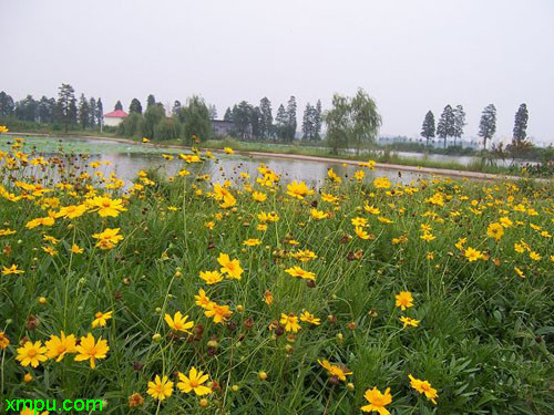 花大姐是什么昆虫