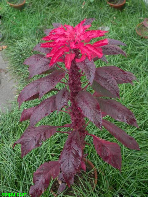 滴水观音植物图片