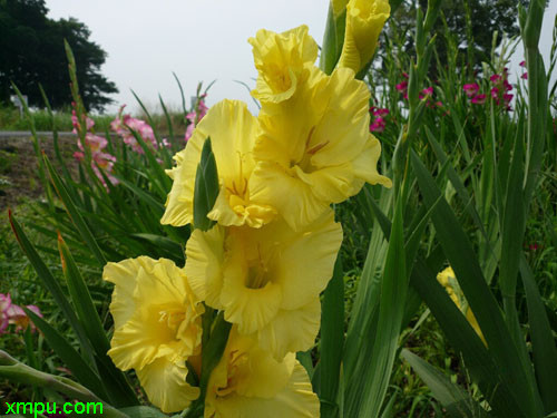 教师节送老师什么花合适