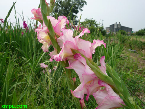 哪里有香樟树基地