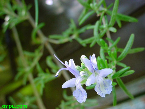 芙蓉树花图片