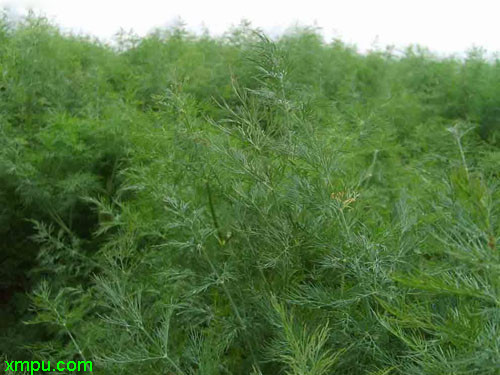 小学生画荷叶荷花图片