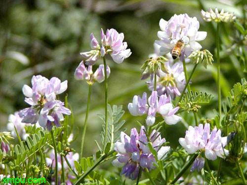 菠萝是什么季节的水果