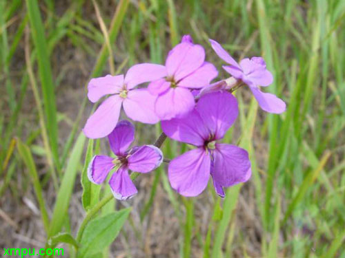 茴香菜图片