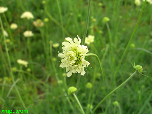 菊花有哪几种颜色