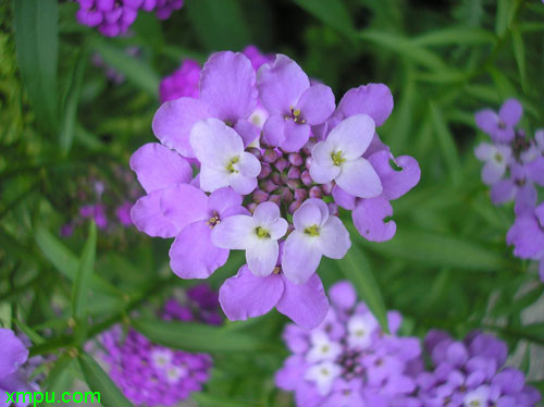 蔷薇花什么时候开花