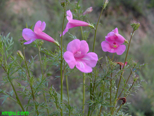 野生荠菜图片大全