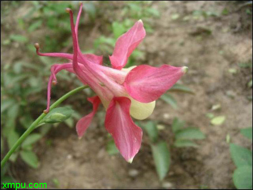 防腐木花箱碳化木