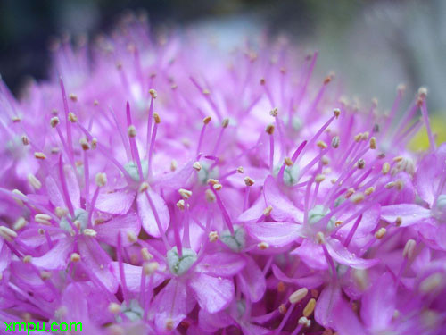 情人节玖槐花图片